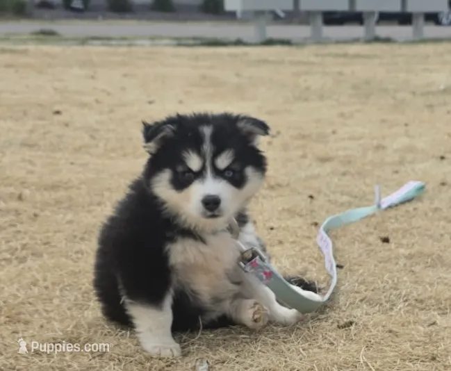 Nala – Pomsky puppy for sale in Commerce City, CO
