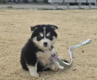 Nala, a female Pomsky for sale in Commerce City, CO – 1 of 6