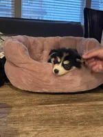 Nala, a female Pomsky for sale in Commerce City, CO – 6 of 6