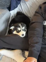 Nala, a female Pomsky for sale in Commerce City, CO – 3 of 6