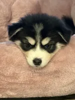 Nala, a female Pomsky for sale in Commerce City, CO – 2 of 6