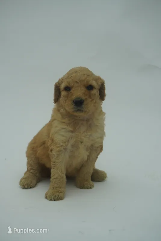Jet – Goldendoodle puppy for sale in Fresno, CA