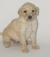 Jet, a male Goldendoodle for sale in Fresno, CA – 2 of 3
