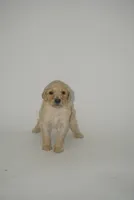 Jet, a male Goldendoodle for sale in Fresno, CA – 3 of 3