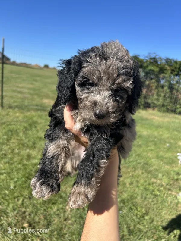 Mochi – Miniature Bernedoodle puppy for sale in Loogootee, IN