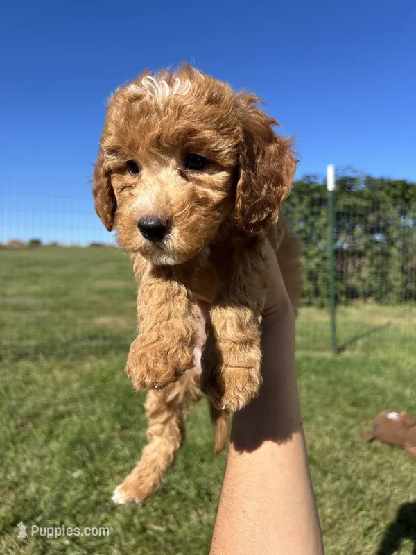 Honey – Miniature Bernedoodle puppy for sale in Loogootee, IN