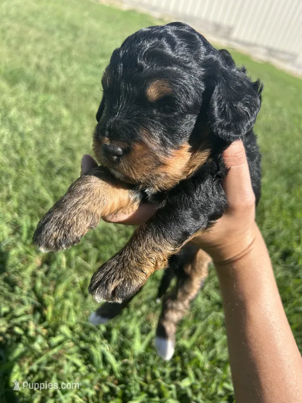 Peaches  – Miniature Bernedoodle puppy for sale in Loogootee, IN