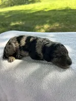 Mochi, a male Miniature Bernedoodle for sale in Loogootee, IN – 2 of 3