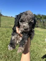 Mochi, a male Miniature Bernedoodle for sale in Loogootee, IN – 1 of 2
