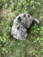 Cookie, a male Miniature Bernedoodle for sale in Loogootee, IN – 3 of 3