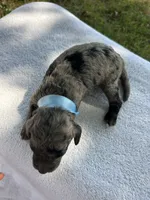 Cookie, a male Miniature Bernedoodle for sale in Loogootee, IN – 3 of 3
