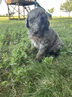 Cookie, a male Miniature Bernedoodle for sale in Loogootee, IN – 2 of 3