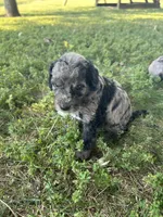 Mochi, a male Miniature Bernedoodle for sale in Loogootee, IN – 2 of 3