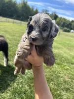 Oreo, a male Miniature Bernedoodle for sale in Loogootee, IN – 2 of 2