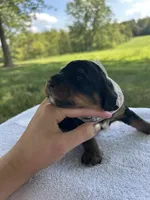 Peaches , a female Miniature Bernedoodle for sale in Loogootee, IN – 3 of 3