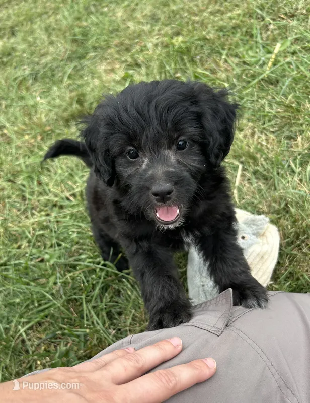 Cupcake  – Miniature Bernedoodle puppy for sale in Loogootee, IN