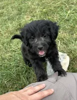 Cupcake , a female Miniature Bernedoodle for sale in Loogootee, IN – 1 of 3