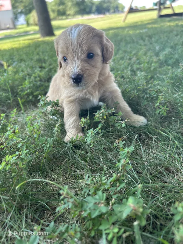 Sprinkles – Miniature Bernedoodle puppy for sale in Loogootee, IN
