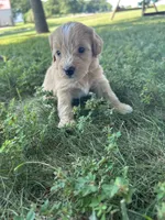Sprinkles, a female Miniature Bernedoodle for sale in Loogootee, IN – 1 of 2
