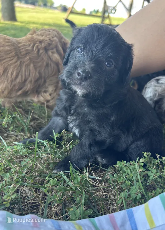 Cupcake  – Miniature Bernedoodle puppy for sale in Loogootee, IN