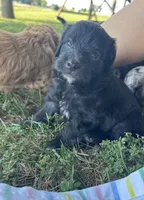 Cupcake , a female Miniature Bernedoodle for sale in Loogootee, IN – 1 of 2