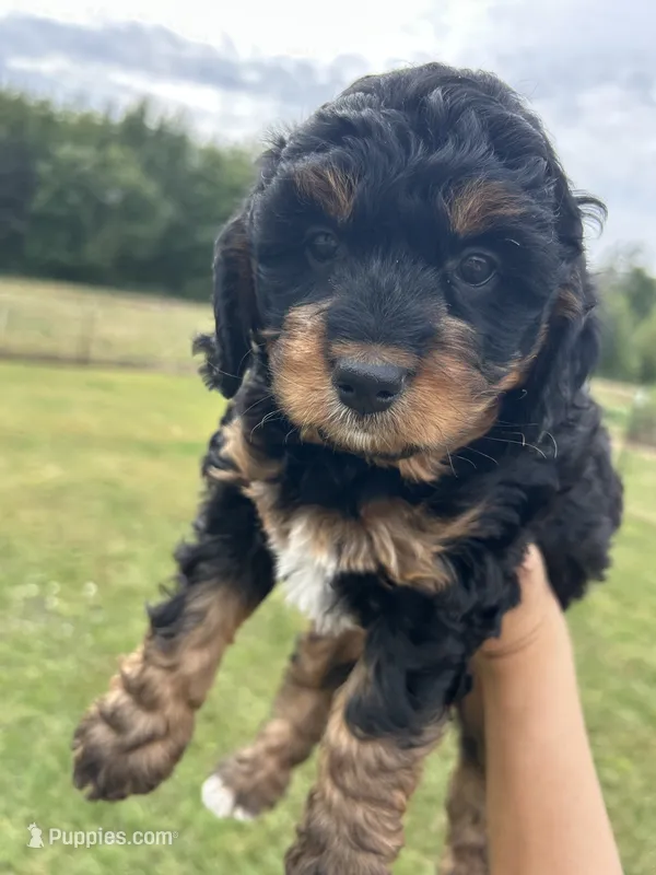 Peaches – Miniature Bernedoodle puppy for sale in Loogootee, IN