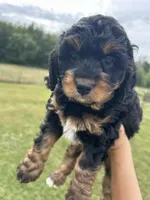 Peaches, a female Miniature Bernedoodle for sale in Loogootee, IN – 1 of 2