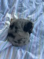 Oreo, a male Miniature Bernedoodle for sale in Loogootee, IN – 3 of 3