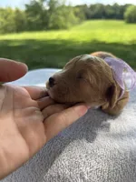 Honey, a female Miniature Bernedoodle for sale in Loogootee, IN – 2 of 3