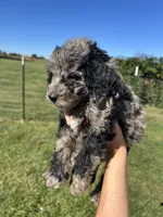 Mochi, a male Miniature Bernedoodle for sale in Loogootee, IN – 2 of 2