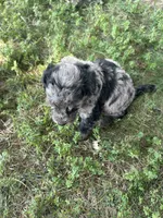 Mochi, a male Miniature Bernedoodle for sale in Loogootee, IN – 2 of 3