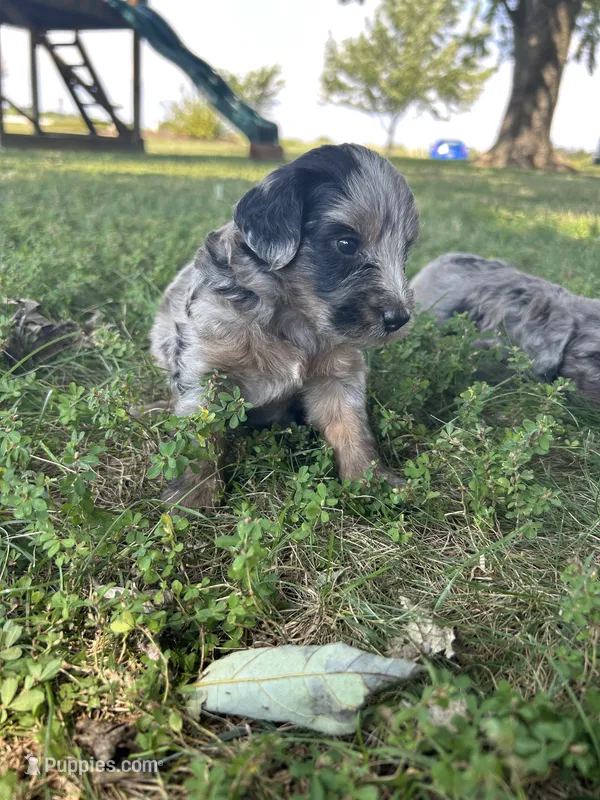 Oreo – Miniature Bernedoodle puppy for sale in Loogootee, IN