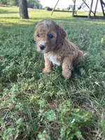 Honey, a female Miniature Bernedoodle for sale in Loogootee, IN – 2 of 2
