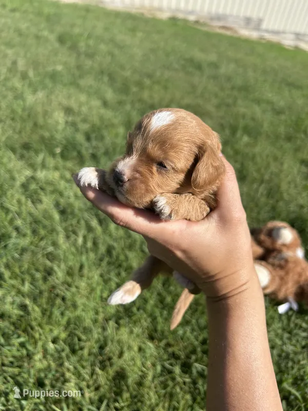 Biscuit – Miniature Bernedoodle puppy for sale in Loogootee, IN
