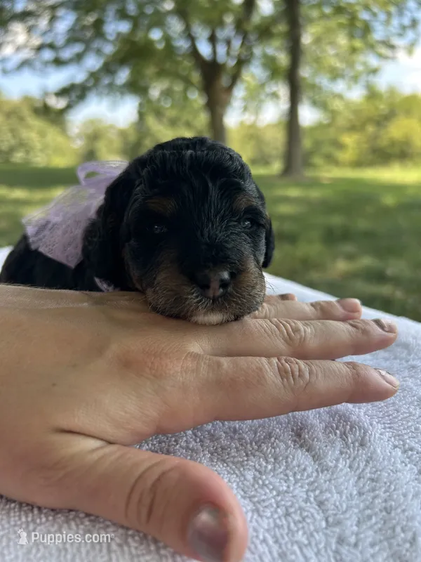 Poppy – Miniature Bernedoodle puppy for sale in Loogootee, IN