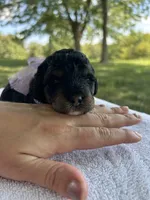 Poppy, a female Miniature Bernedoodle for sale in Loogootee, IN – 1 of 2