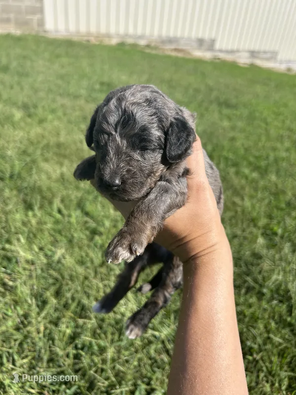 Cookie – Miniature Bernedoodle puppy for sale in Loogootee, IN