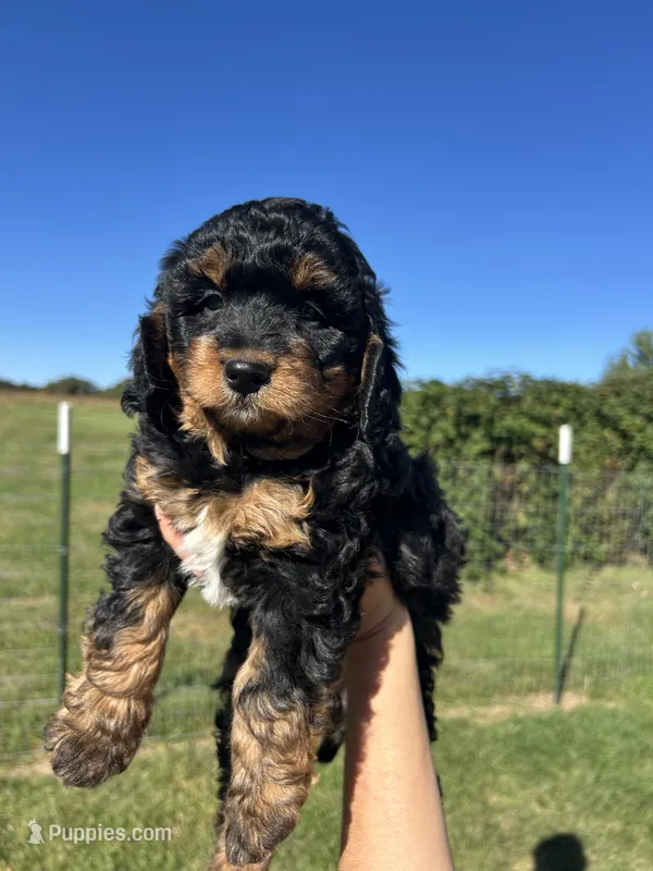 Peaches – Miniature Bernedoodle puppy for sale in Loogootee, IN