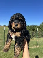 Peaches, a female Miniature Bernedoodle for sale in Loogootee, IN – 1 of 2