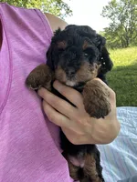 Poppy, a female Miniature Bernedoodle for sale in Loogootee, IN – 3 of 3