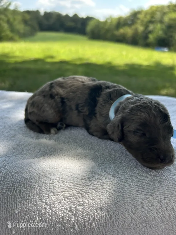 Cookie – Miniature Bernedoodle puppy for sale in Loogootee, IN