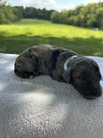 Cookie, a male Miniature Bernedoodle for sale in Loogootee, IN – 1 of 3