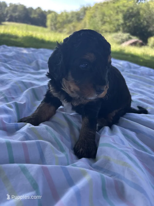 Peaches – Miniature Bernedoodle puppy for sale in Loogootee, IN