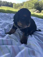 Peaches, a female Miniature Bernedoodle for sale in Loogootee, IN – 1 of 2