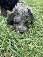 Mochi, a male Miniature Bernedoodle for sale in Loogootee, IN – 2 of 2