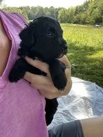 Cocoa , a male Miniature Bernedoodle for sale in Loogootee, IN – 2 of 2