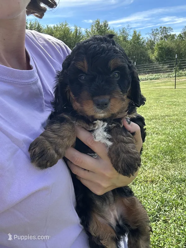 Peaches – Miniature Bernedoodle puppy for sale in Loogootee, IN