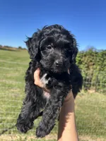 Cocoa, a male Miniature Bernedoodle for sale in Loogootee, IN – 2 of 2