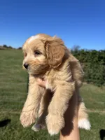 Sprinkles, a female Miniature Bernedoodle for sale in Loogootee, IN – 2 of 2