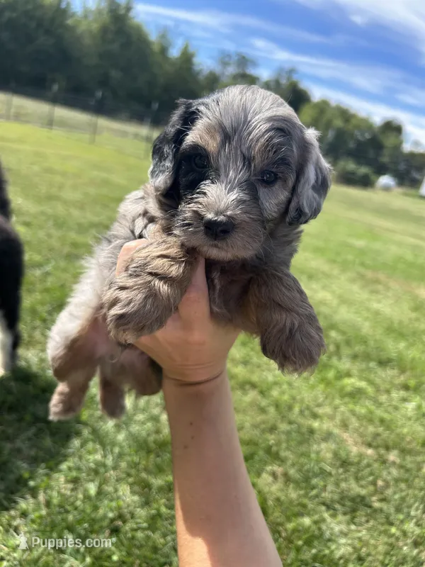 Oreo – Miniature Bernedoodle puppy for sale in Loogootee, IN